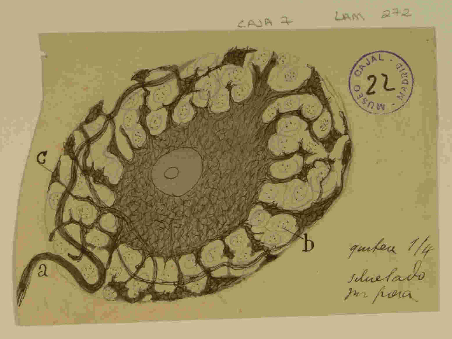 Cajal y el capital cerebral